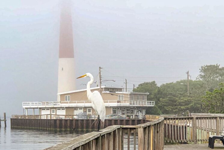White and red lighthouse near calm water, wooden pier, green trees, and white pelican standing on railing